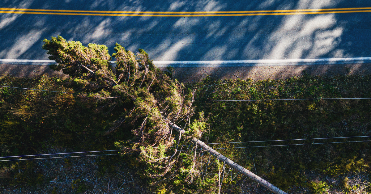 Fallen Tree on Power Line